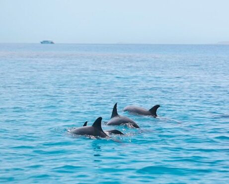 Snorkelling Trip