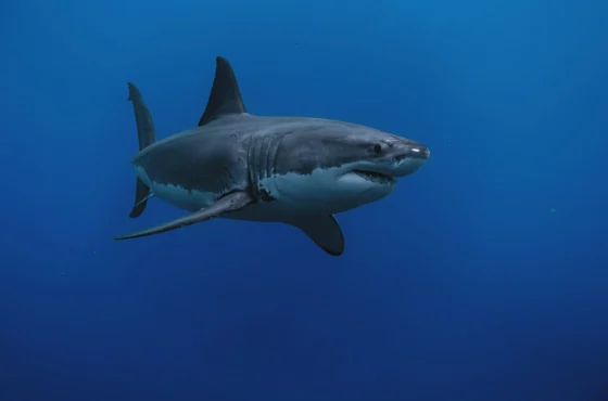 AWARE Shark Conservation
