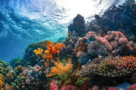 Marine Ecology Specialties