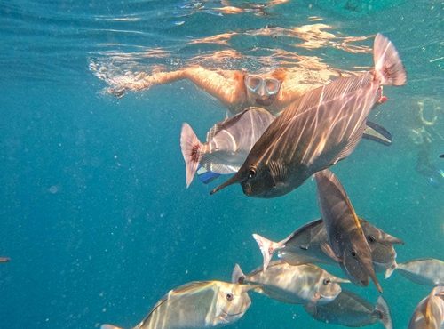 Marine Life of the Red Sea – Explore the Underwater World with UCPA Egypt